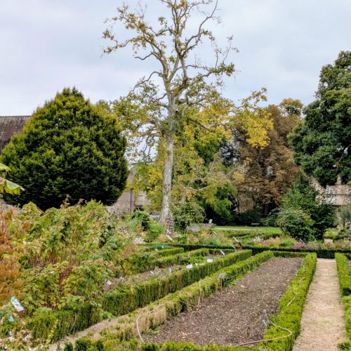Sortie du 13/11/2025 : Le vieux platane et la quête des arbres oubliés
