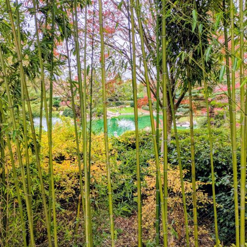 Sortie du 27/11/2025 : Tribus du Vivant