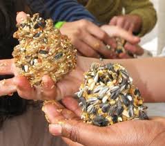 Sortie du 24/01/2026 : Mission comptage des oiseaux du Jardin